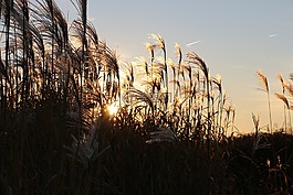 芦苇,心情,草