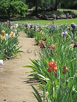 鳶尾花,花園,路徑