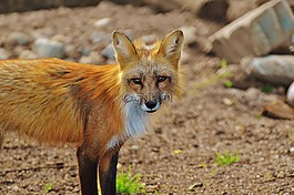 ?？怂?野生動物,捕食