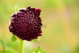 嬌琴紗,芽,花
