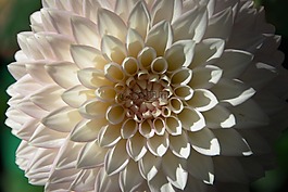 花,白,花瓣