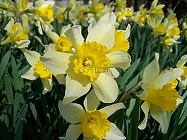 喇叭花,黃色花,春天