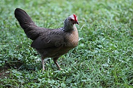 雞,自然,鳥