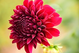 嬌琴紗,花,開花