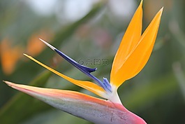 黃色,花卉,綠色