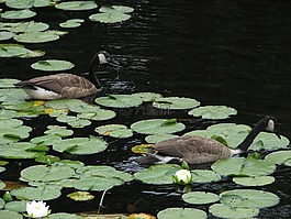 鵝,禮來(lái)墊,池