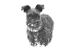 狗,雪,schnauzer