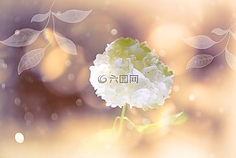 開花,白,雪球