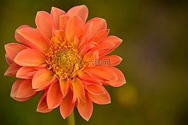 嬌琴紗,芽,花