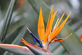 黃色,花卉,綠色