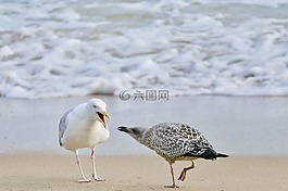 鳥,海,海灘