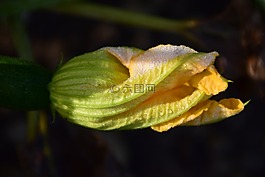 南瓜花,開花,關(guān)閉