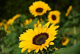 太陽花,向日葵的字段,黃色