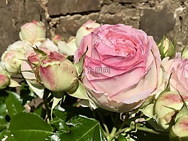 花,玫瑰,花香