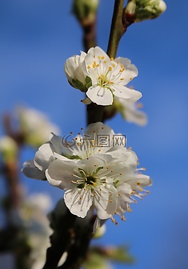 開花,梅花,春