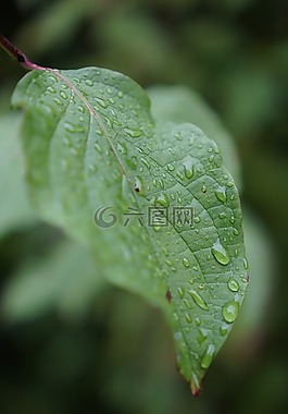 葉子,水,滴