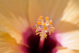 芙蓉,中國玫瑰艾比施,中國的玫瑰