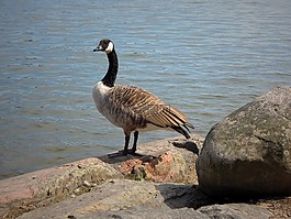 加拿大鵝,鵝,鳥