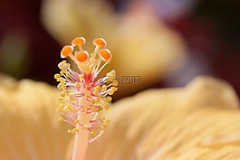 芙蓉,中國玫瑰艾比施,中國的玫瑰