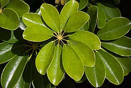 鵝掌heptaphylla,廠,葉子