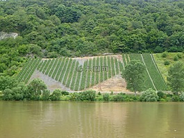 葡萄園,心,德國(guó)