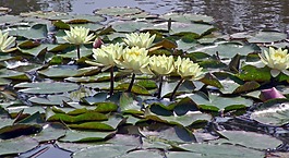 性質(zhì),花,睡蓮