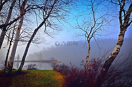 霧,景觀,早上