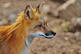福克斯,野生動物,捕食
