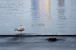 海港,海鷗,鳥