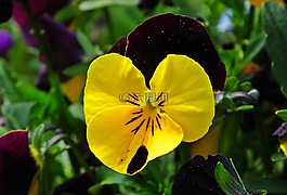 花,潘茜,彩色