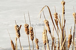 香蒲,芦苇,植物