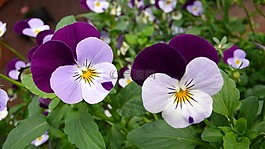 潘茜,花,宏攝影