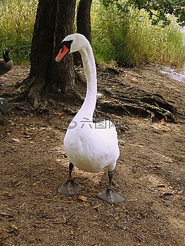 天鵝,鳥,動(dòng)物