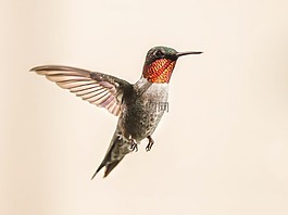 蜂鳥,飛行,肖像