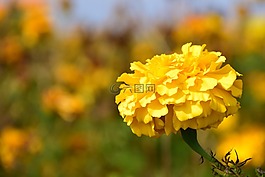 萬(wàn)壽菊,開花,廠