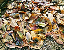 性質(zhì),紋理,葉