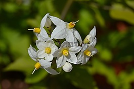 性質(zhì),花,葉