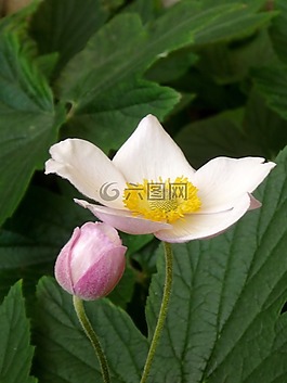 花,花的,植物
