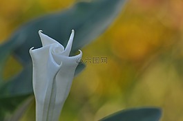 白,花,夏天
