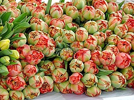 郁金香,花的,植物