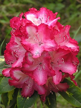 花,杜鹃,粉红色