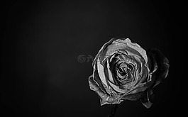 玫瑰,lowkey,花