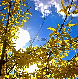 分支機構,鮮花,黃色的花朵