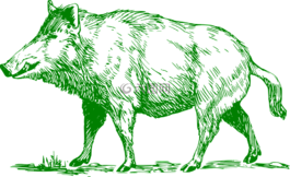野豬,哺乳動(dòng)物,動(dòng)物
