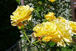 玫瑰,植物群,花園