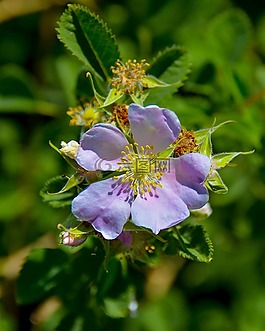 花,植物區(qū)系,自然