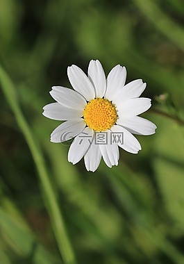 黛西,綠色,花卉