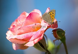 玫瑰,花,開花