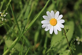 黛西,綠色,花卉