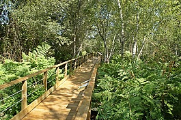林,走道,橋